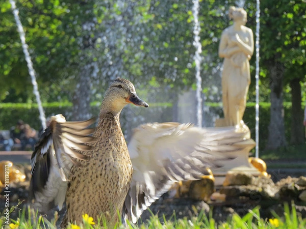 Obraz duck in the park