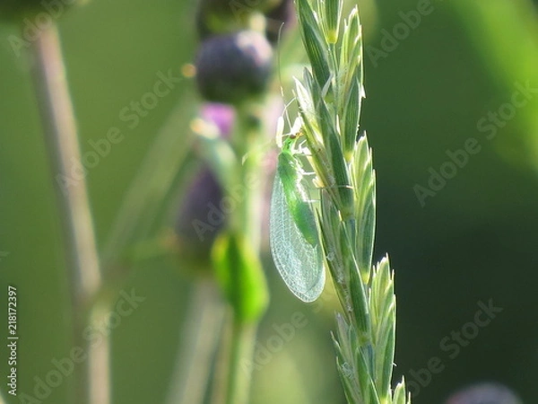 Obraz midge on the grass
