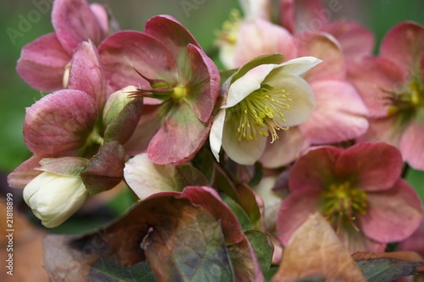 Fototapeta Lenzrosen