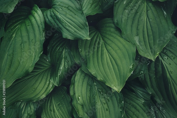 Obraz Green Hosta Leaves