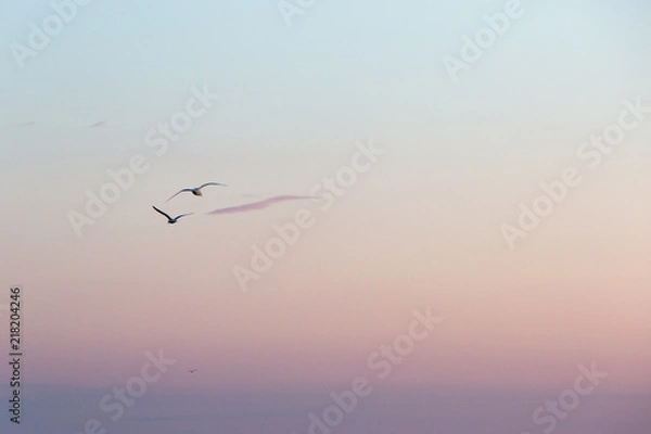Obraz seagulls in flight 