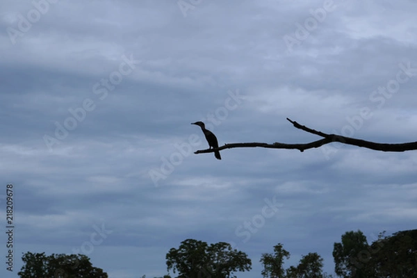 Fototapeta Cormorant aquatic birds holding on branch with clouds background. Bird silhouette on tree. 