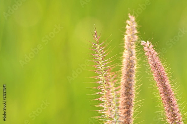 Obraz Beautiful Grass