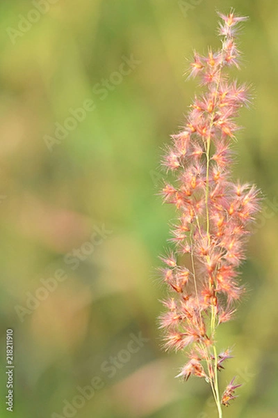 Obraz Beautiful Grass