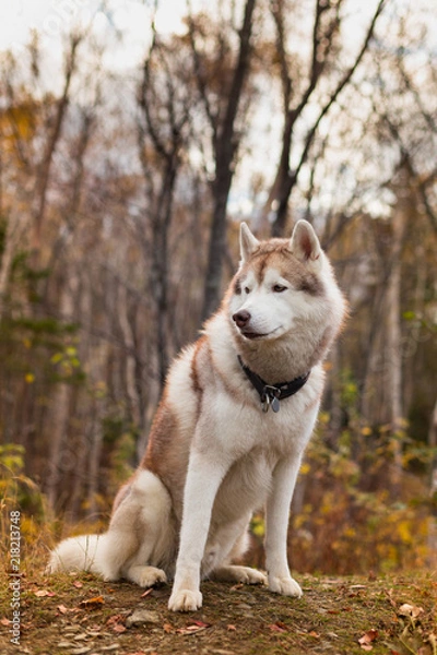Fototapeta Portrait of Beige Siberian husky dog is sitting on the hill in the fall forest