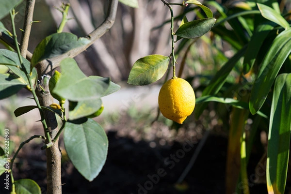 Fototapeta Single lemon in a tree