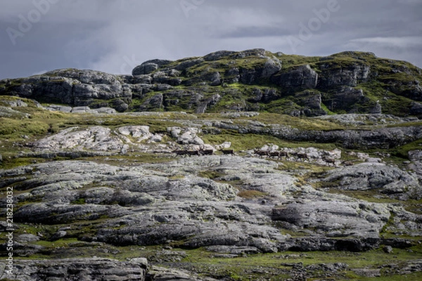 Obraz Norwegian nature