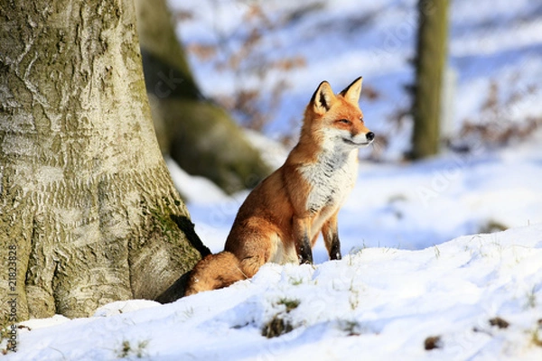 Fototapeta Fuchs
