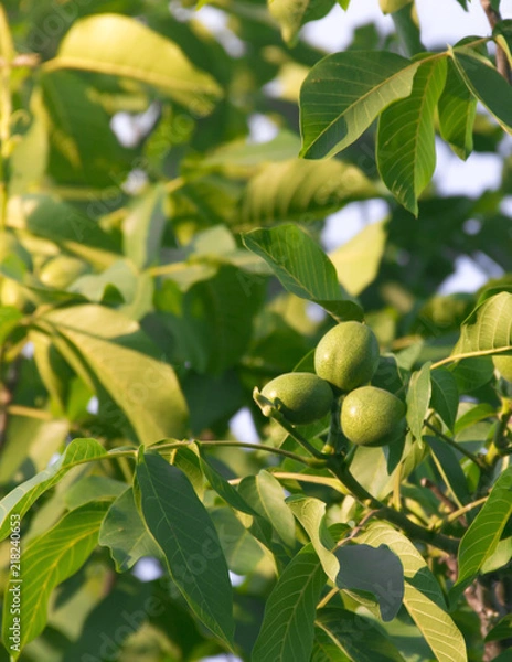 Fototapeta fruits of a walnut on a tree in the rays of sunlight sunset