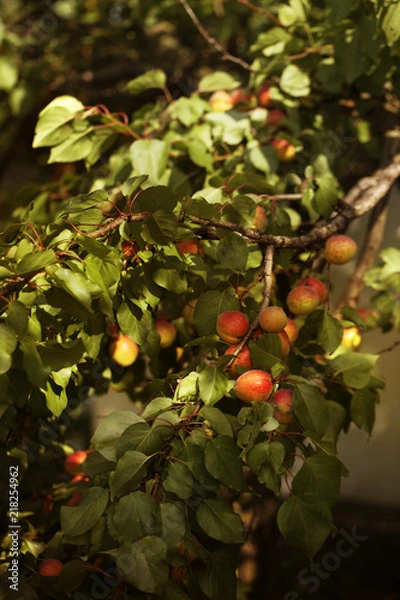 Fototapeta Branch of the apricot tree. Ripe large yellow apricots hanging on a branch.