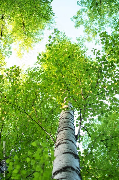 Fototapeta pnie brzóz latem, widok z dołu