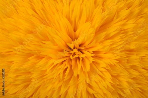 Fototapeta sonnenblume nah