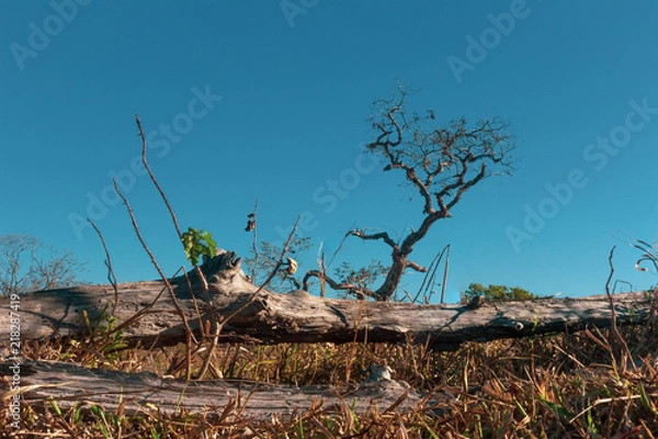 Fototapeta Final de Inverno no Cerrado
