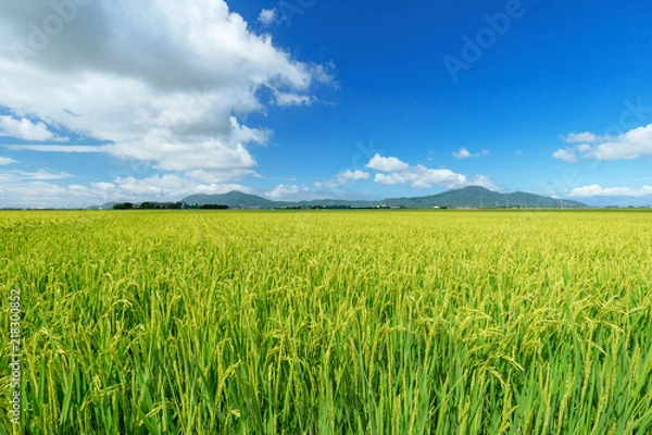 Obraz 【新潟県新潟市】越後平野の水田	