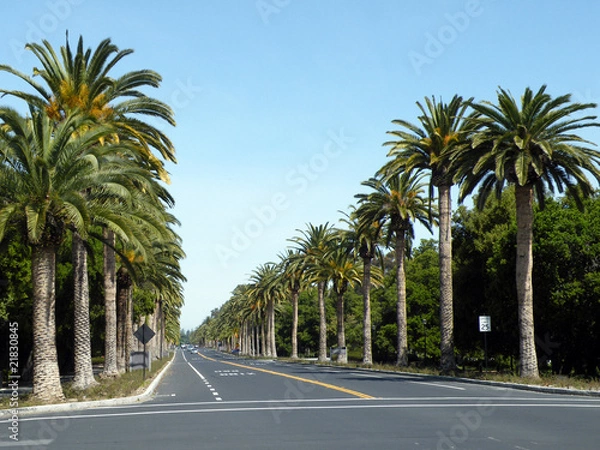 Obraz Palm Drive in Stanford
