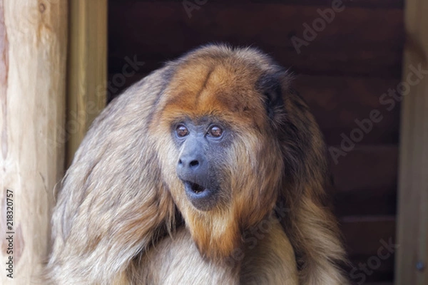 Obraz Singe hurleur noir femelle en gros plan