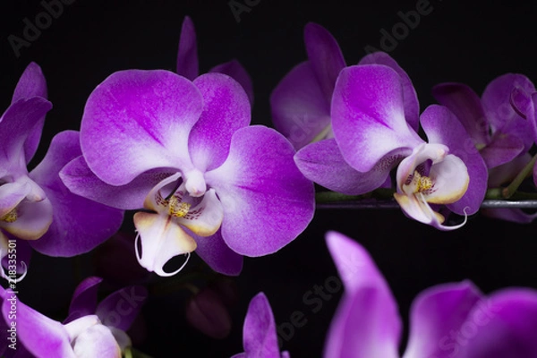 Obraz Orchid 03