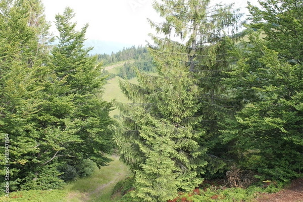 Obraz Гірські смереки