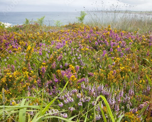 Fototapeta Cantabria, coastal landscape
