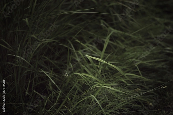Obraz dark grass catch light