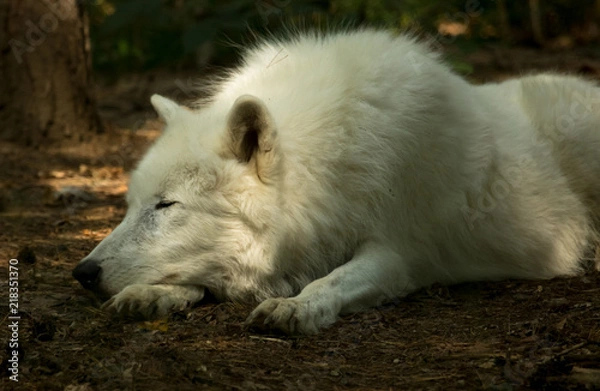 Fototapeta sleeping wolf 