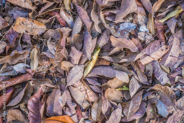 Obraz dry leaves assorted colorful