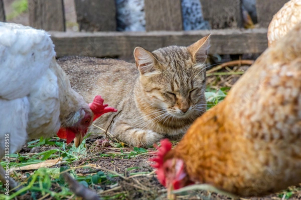 Fototapeta  domestic cat watching the chickens