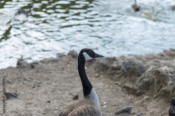 Obraz close up goose