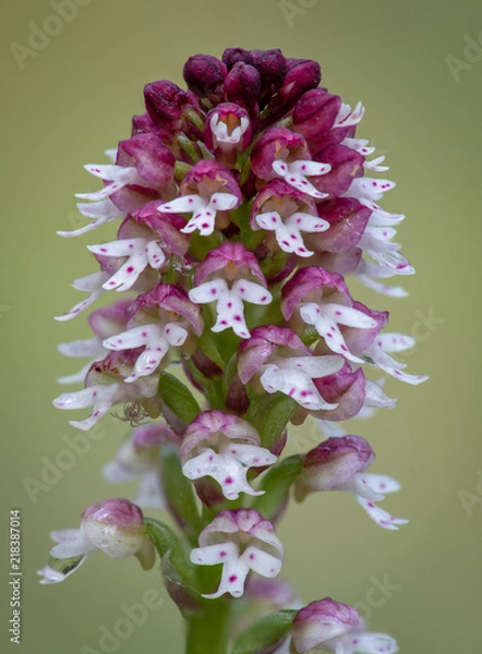 Obraz neotinea ustulata