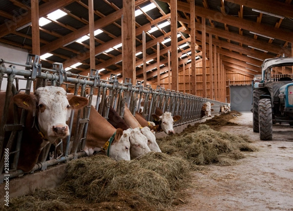 Obraz Krowy w oborze