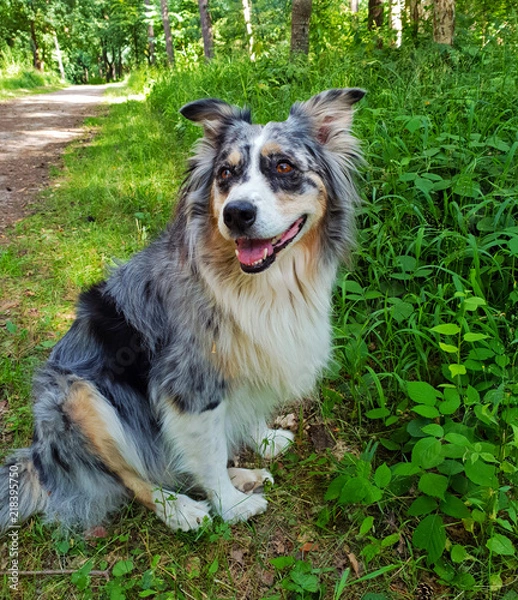 Fototapeta Cute smiling Australian shepherd dog outside in the forest - Hund, Australian Shepherd - Wald 