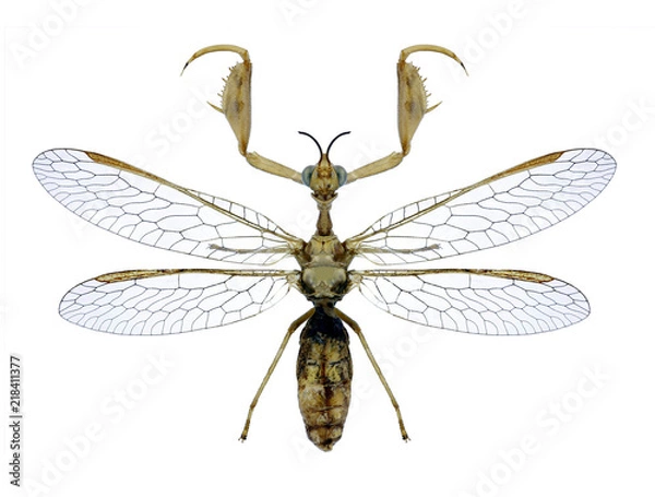 Obraz Mantispidae Mantispa styriaca on a white background