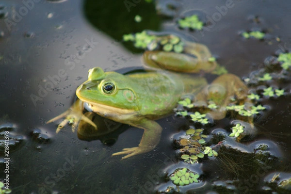 Fototapeta frog