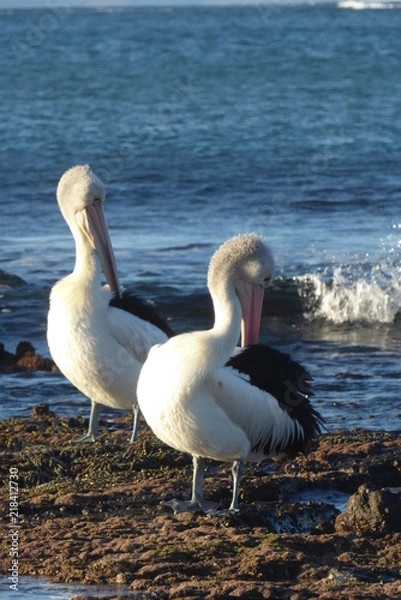 Fototapeta pelican