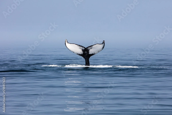 Obraz Humpback Whale Fluke off Cape Cod, MA