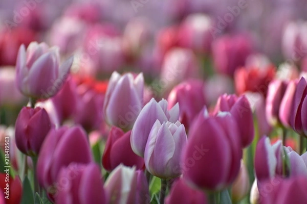 Obraz tulips