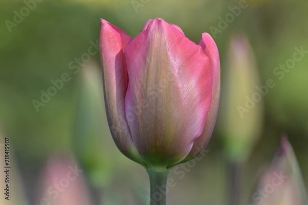 Obraz tulip