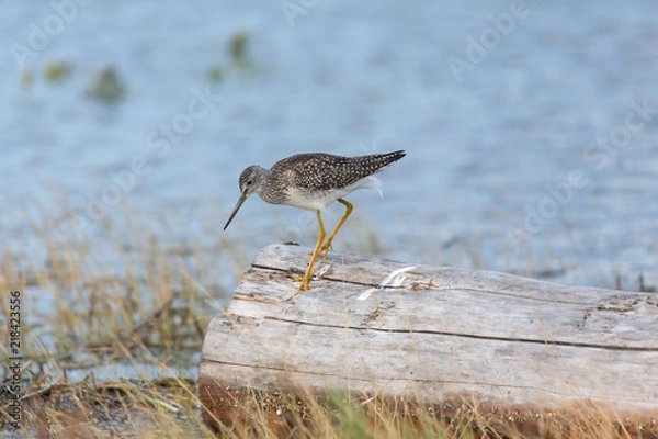 Fototapeta Greater yellowlegs bird