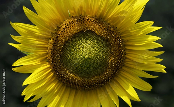 Fototapeta Sunflower Macro