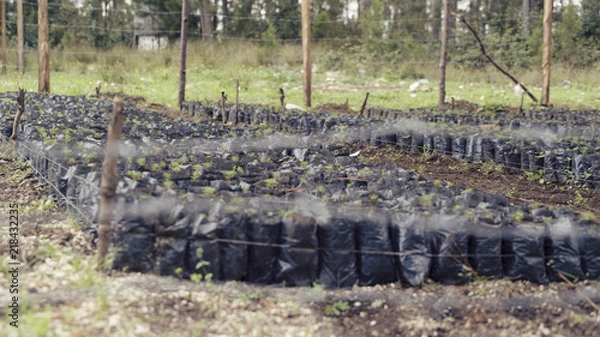 Obraz Saplings