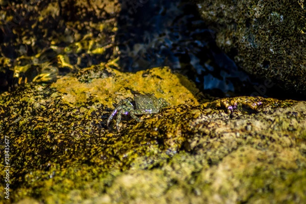 Obraz Crab in rocks