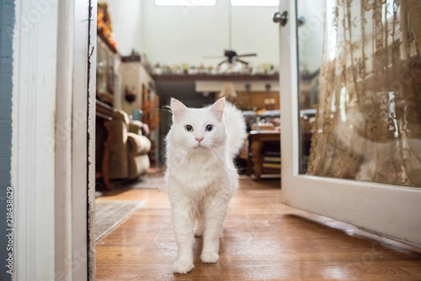 Obraz Adorable white cat with a green and blue eye can't decide to go in or out of a door, in a lovely southern home with autumn decor in the background.