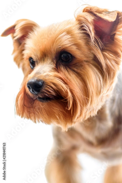 Obraz yorkshire terrier isolated on white background