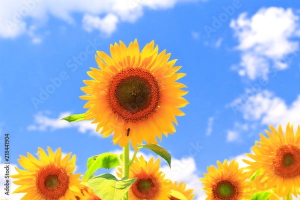 Obraz 向日葵の花