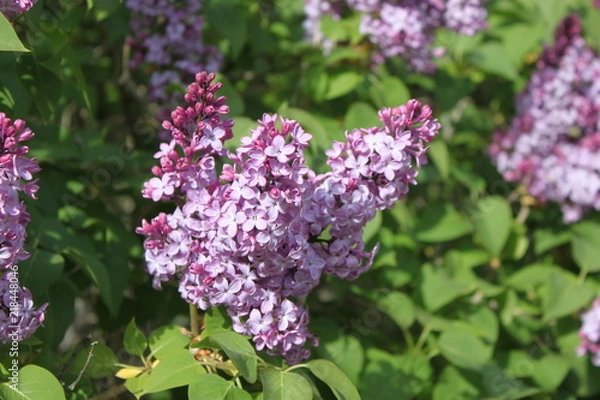 Obraz Blooming Lilacs