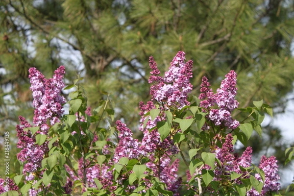 Obraz Blooming Lilacs