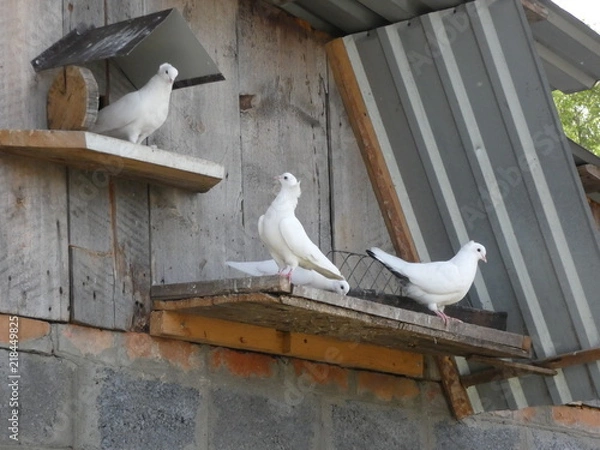 Obraz Pigeons on the dovecote