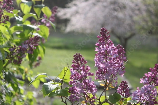 Obraz Blooming Lilacs