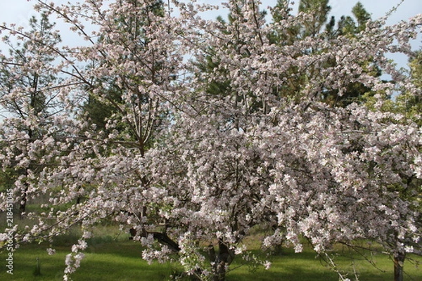 Obraz Apple and Pear Blossoms