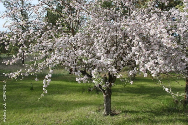 Obraz Apple and Pear Blossoms